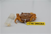 藏品(拉氏清溪蟹)的圖片